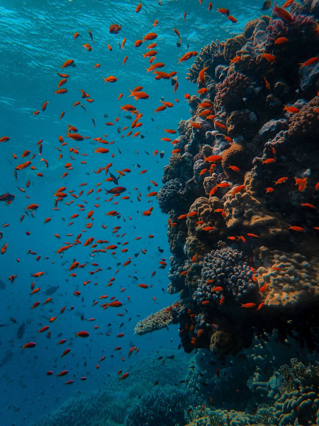 Mnemba reef and ocean wildlife