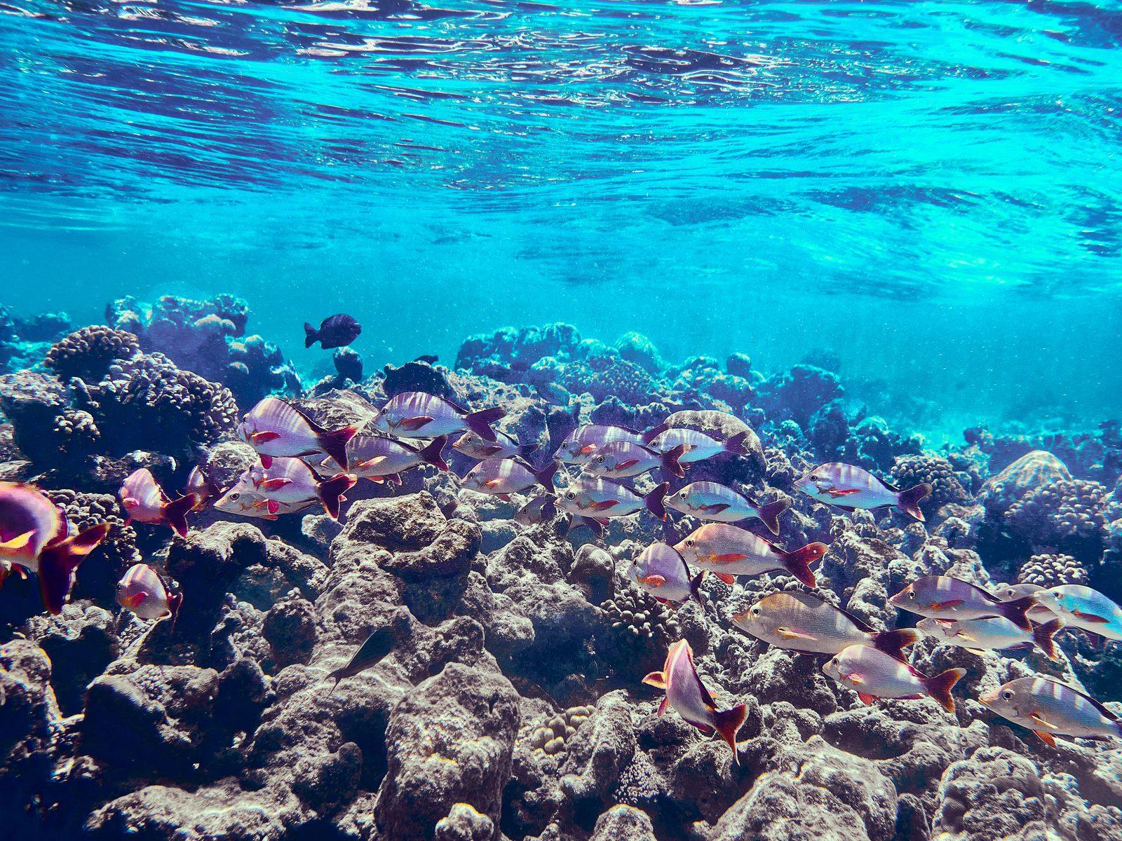 Indian Ocean reef and turquoise water
